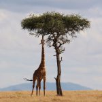 Kenia na wakacje