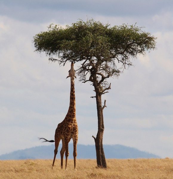Kenia na wakacje