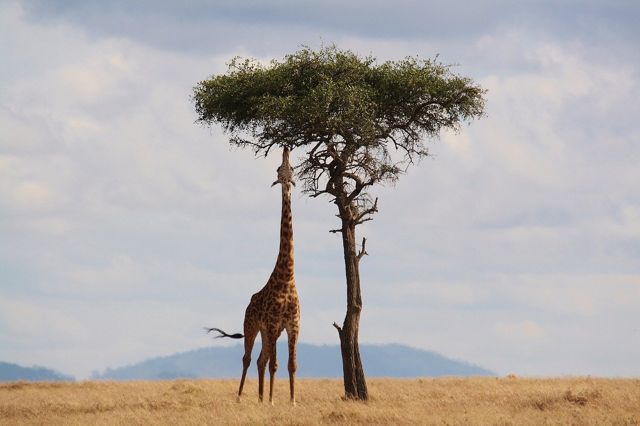 Kenia na wakacje