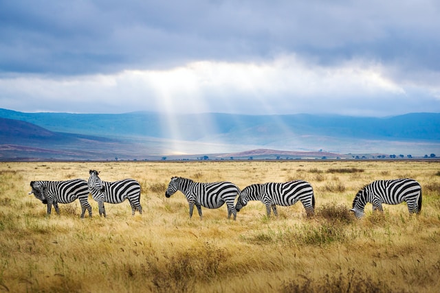 Ubezpieczenie turystyczne do Tanzanii